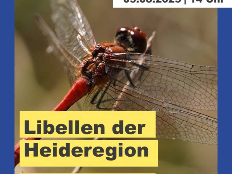 Plakat Libellen_HS.jpg